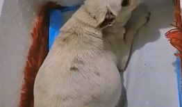 妈妈生宝宝肚子疼视频,肚子疼的震撼瞬间