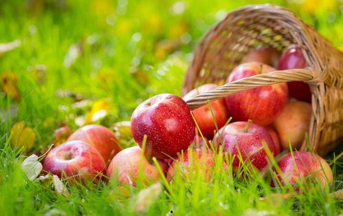 5.1吃瓜网官网苹果版,轻松畅享最新娱乐资讯，尽在掌握